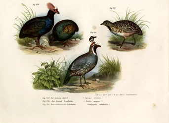 Gekuifde Houtpatrijs, 1864